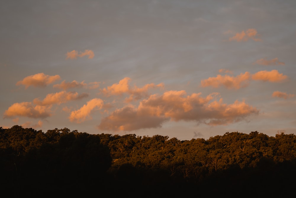 green trees under cloudy sky during daytime