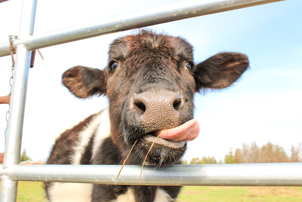 vache brune dans une cage pendant la journée