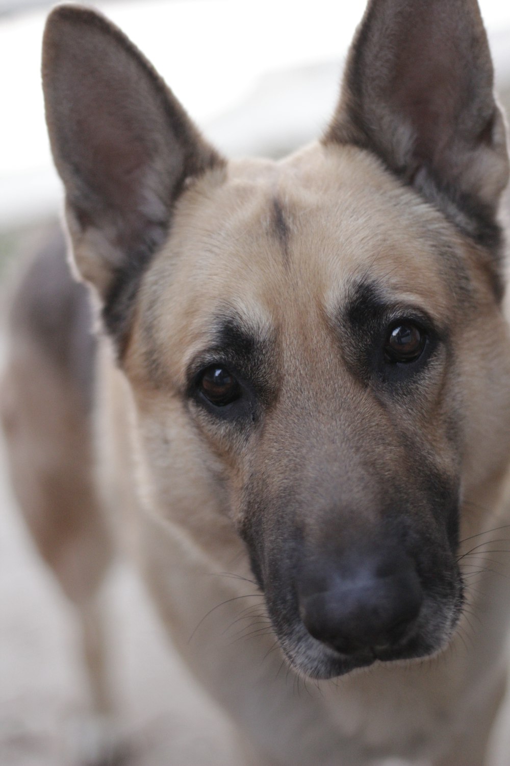 brown and black german shepherd