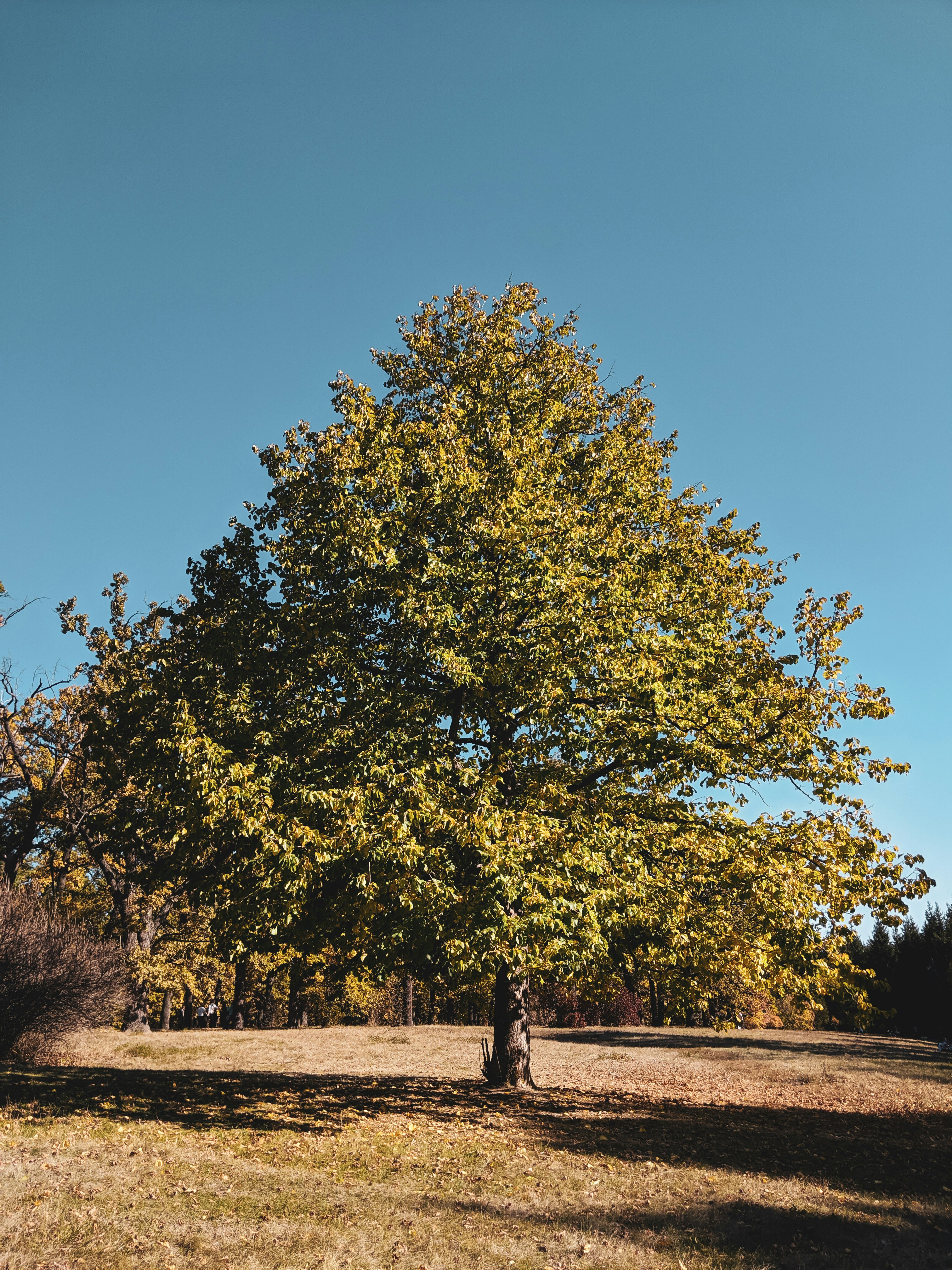 green and yellow tree under blue sky during daytime