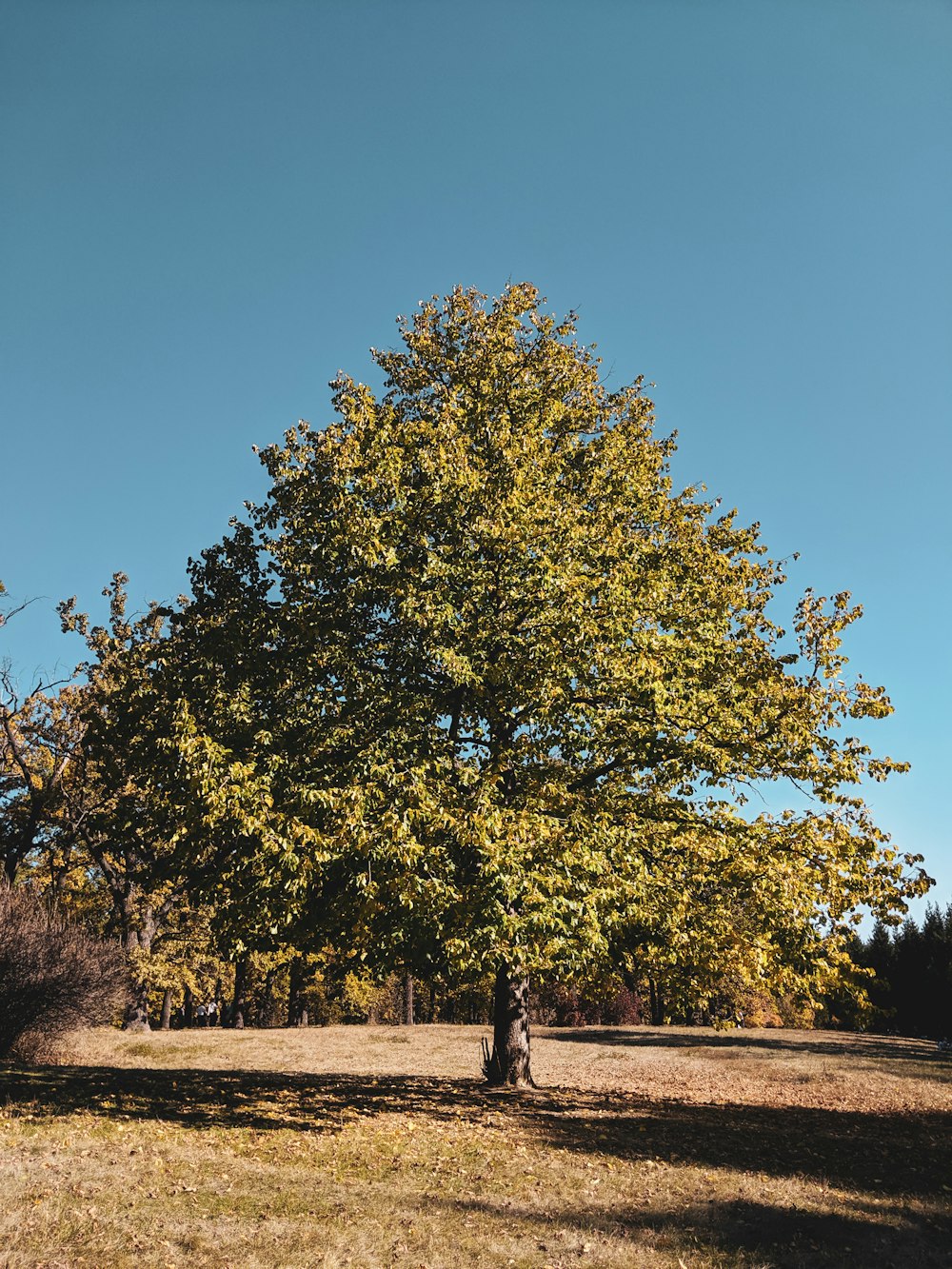 green and yellow tree under blue sky during daytime