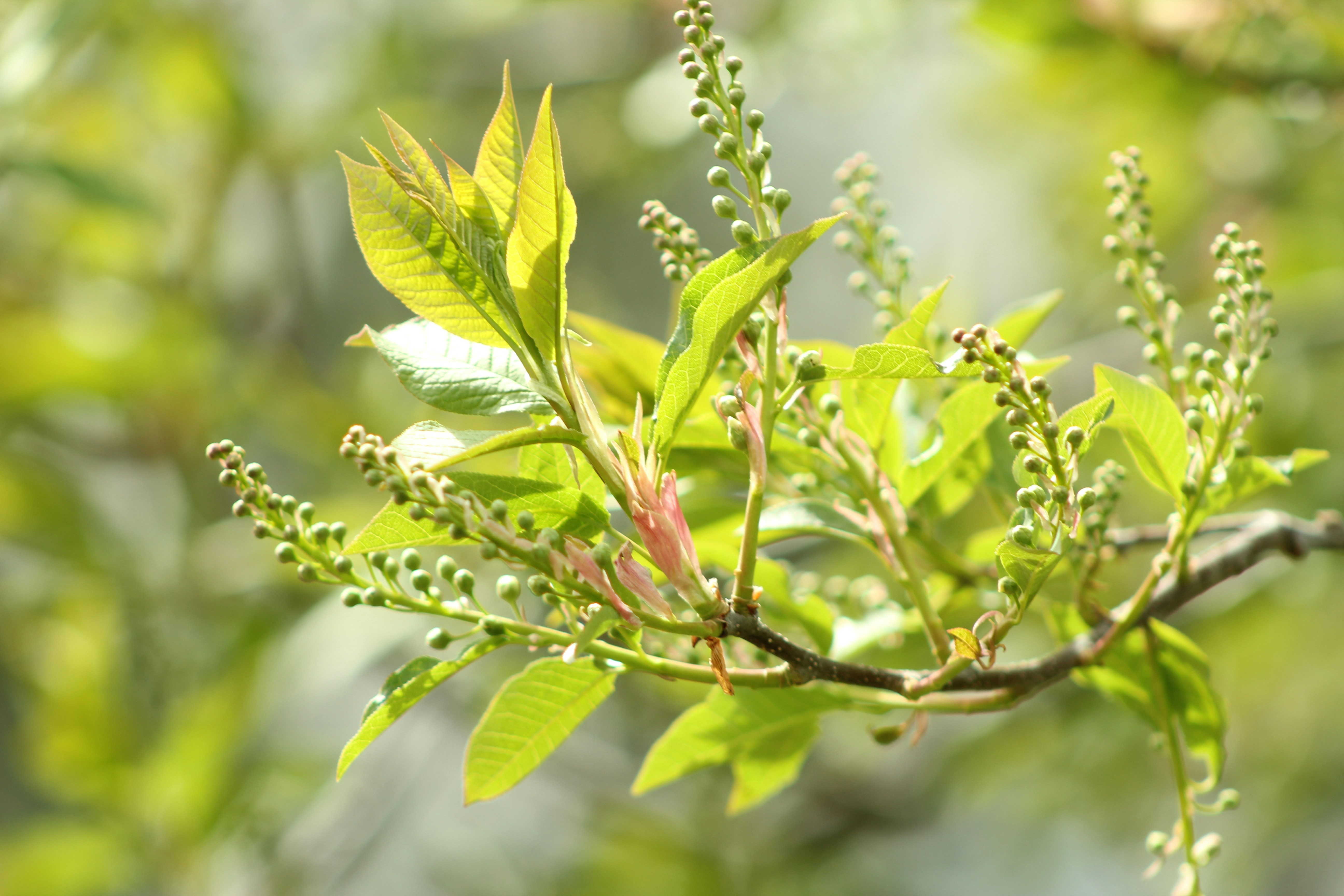 Photo by redbeast2300