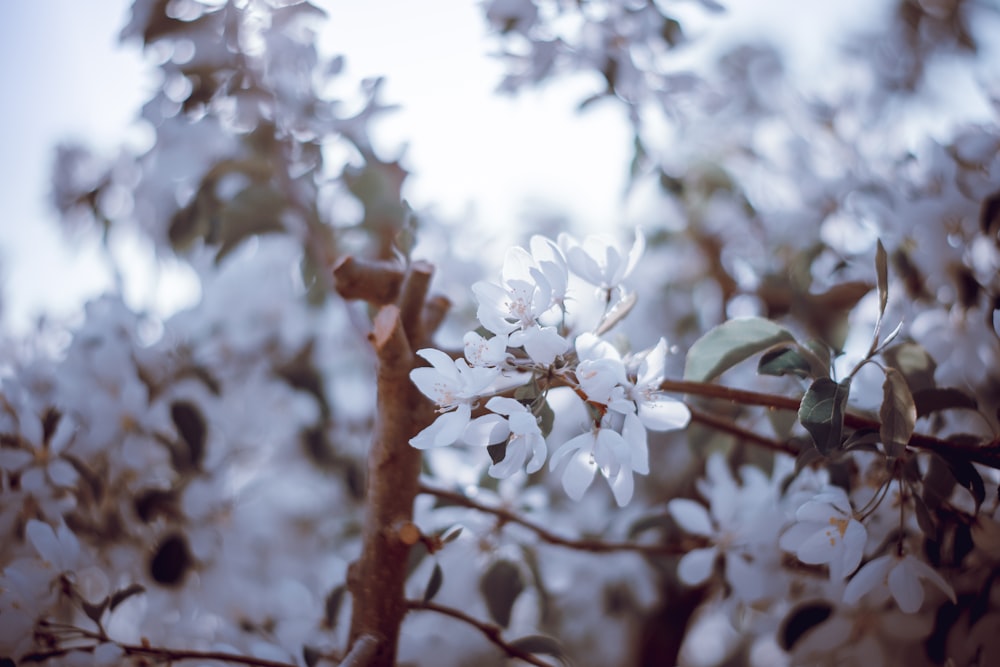 white cherry blossom in bloom during daytime