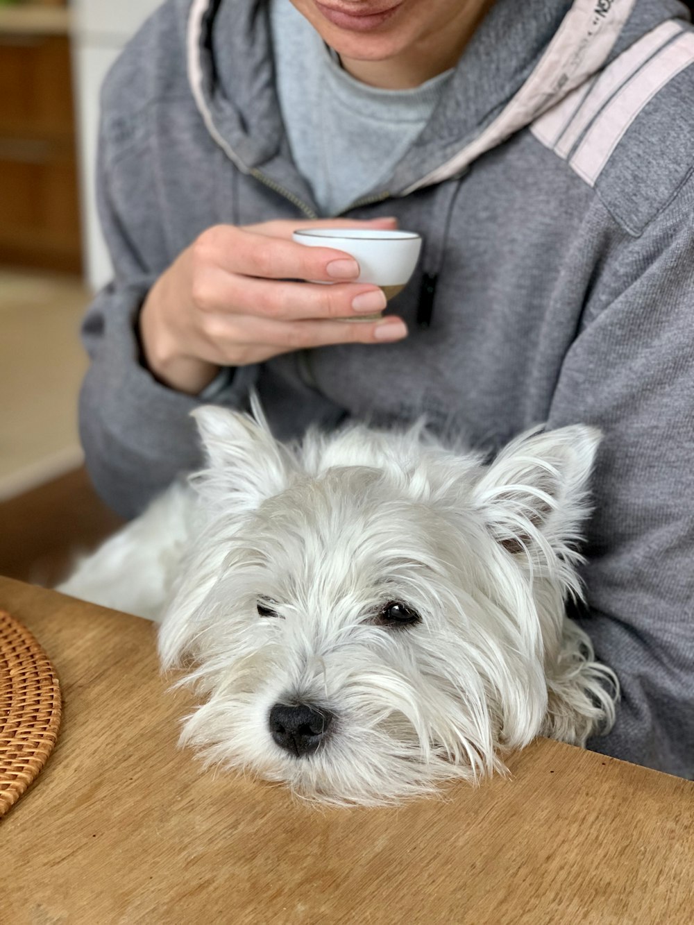 person in gray jacket holding white long coated small dog