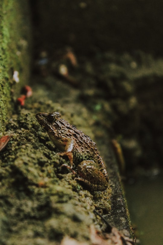 brown frog on green moss in West Kalimantan Indonesia