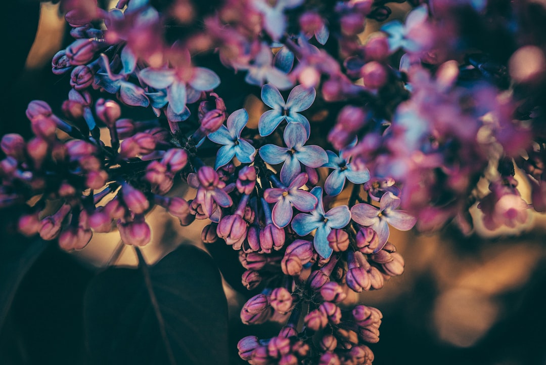 purple and white flowers in tilt shift lens