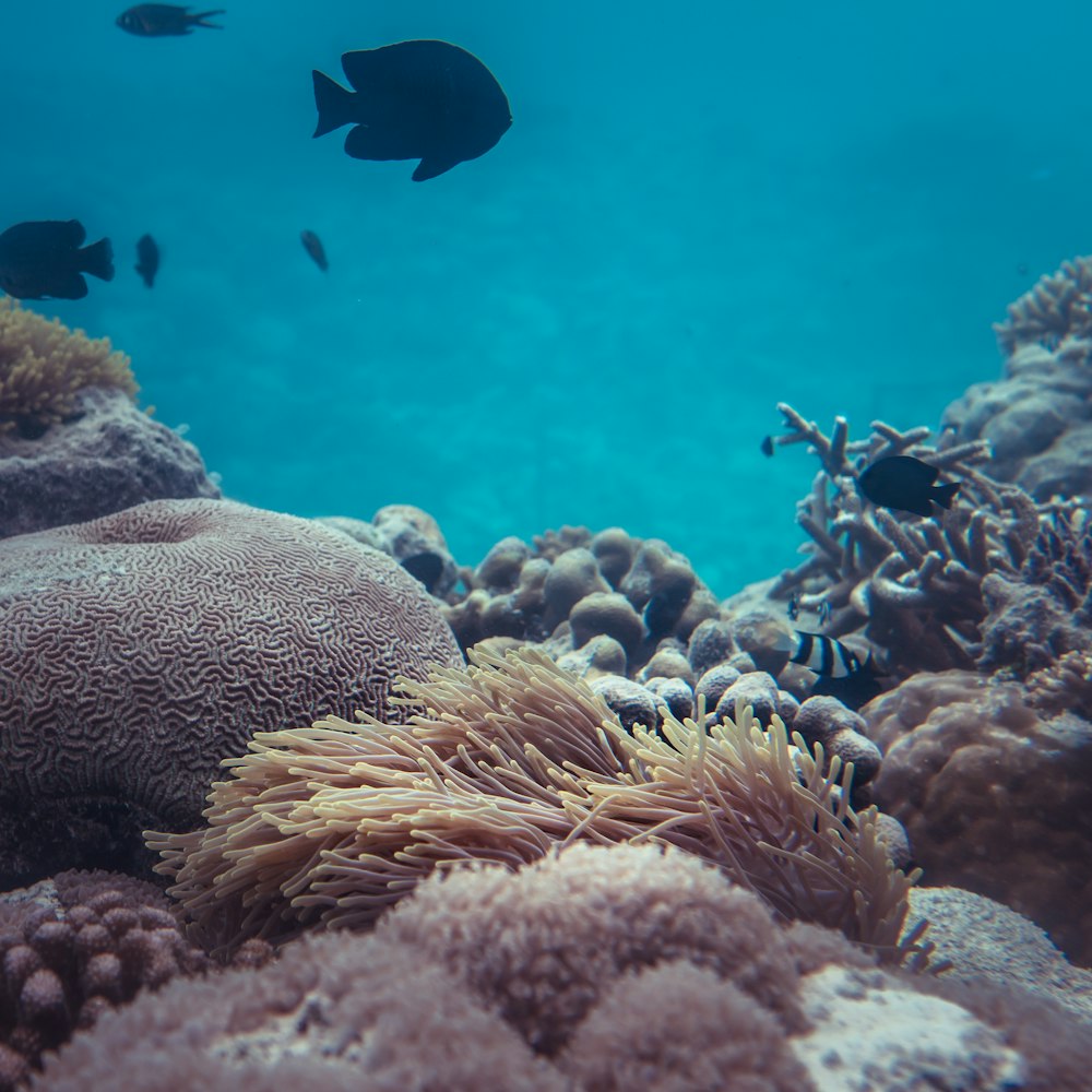 poissons noirs et blancs dans l’eau