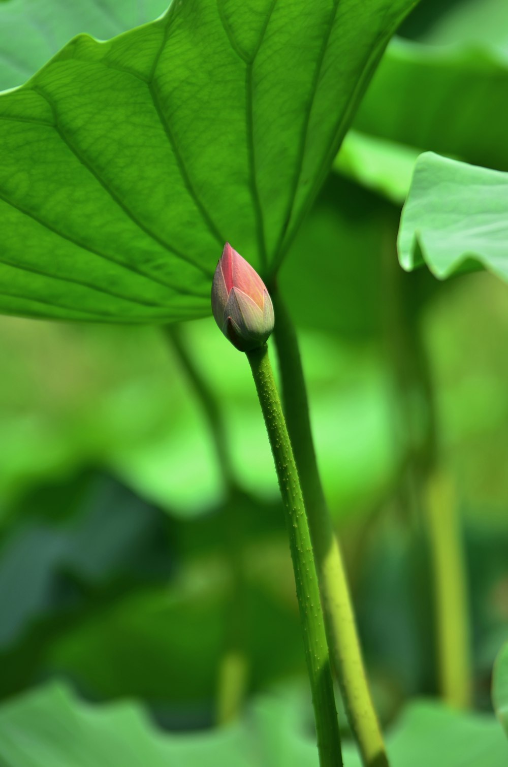 purple flower bud in tilt shift lens