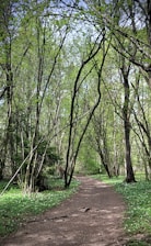 A serene path winding through a forest with soft sage green leaves, symbolizing new beginnings.
