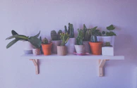 A minimalist indoor plant arrangement featuring succulents and cacti on a white shelf.
