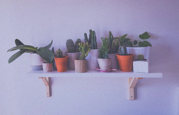 Elegant arrangement of tropical plants in decorative pots displayed on a wooden shelf with soft beige background
