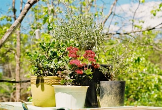 A cheerful gardener arranging colorful pots on a wooden shelf outdoors.