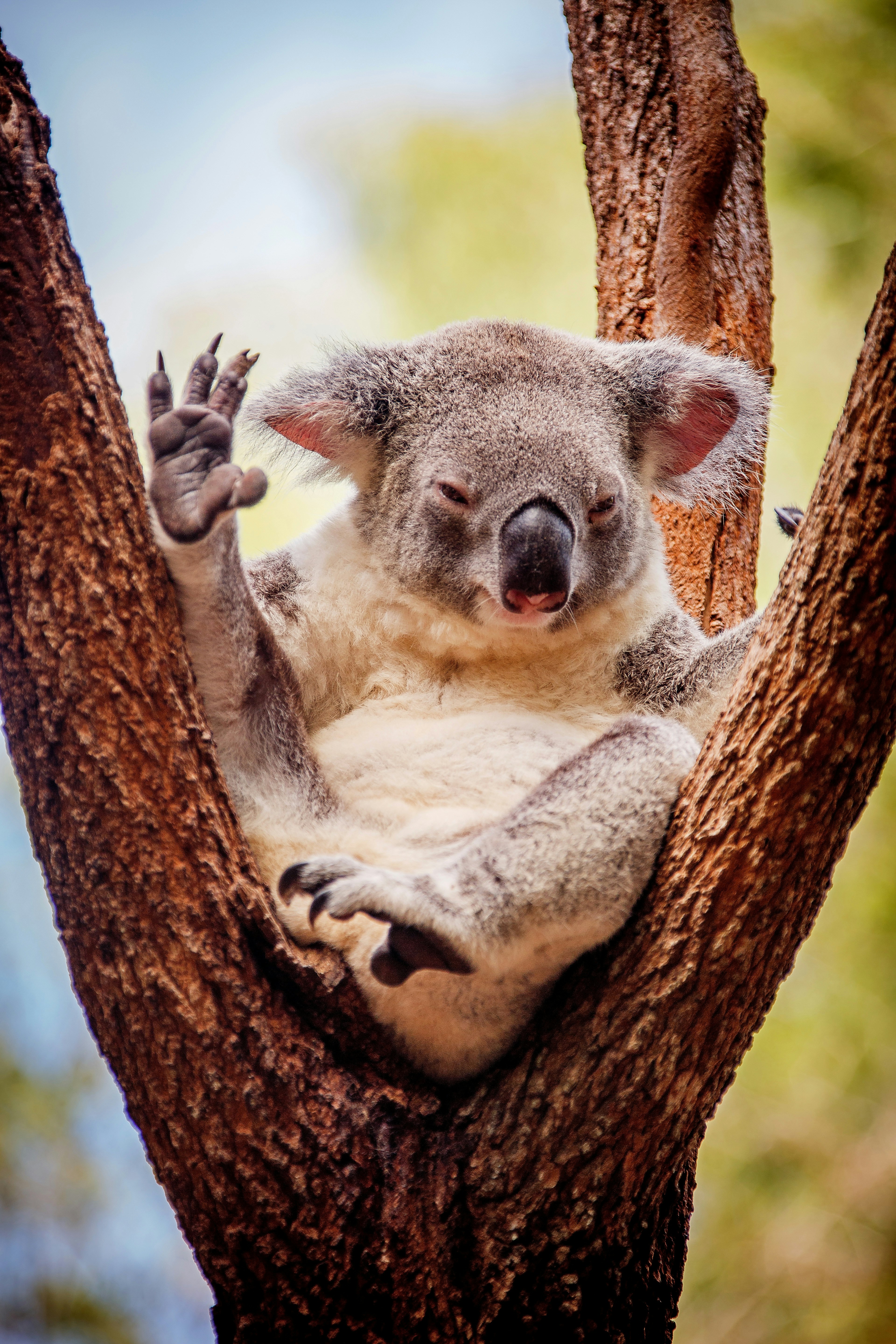  News Without Politics, Could a forensic investigator's worst nightmare be a Koala's fingerprint?, science, bears, Koala bear, top news without politics, subscribe, NWP