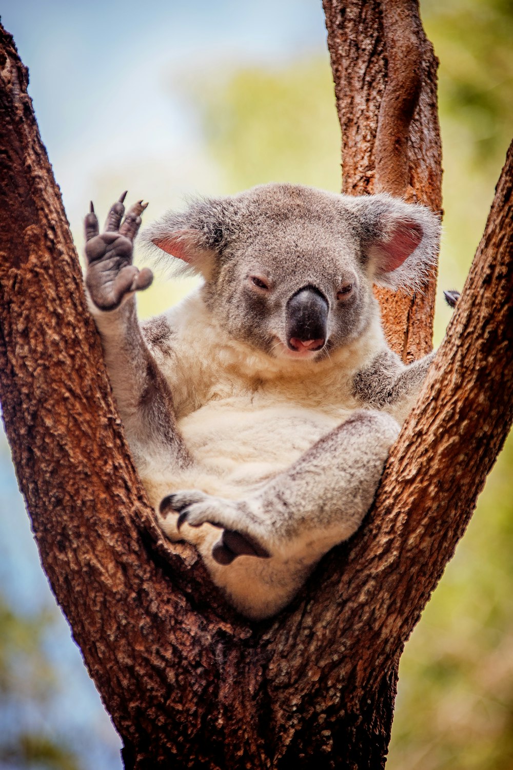  News Without Politics, Could a forensic investigator's worst nightmare be a Koala's fingerprint?, science, bears, Koala bear, top news without politics, subscribe, NWP