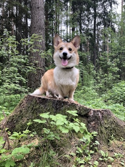 A happy corgi stands on a tree stump surrounded by lush greenery in a forest setting.