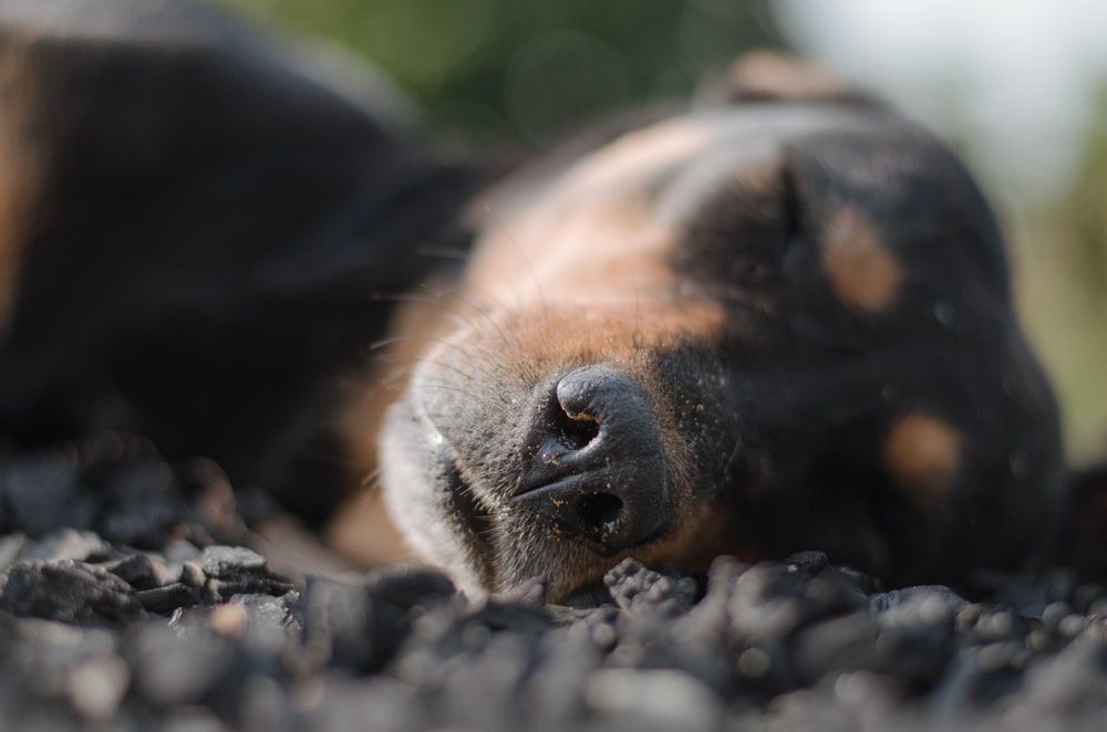 Perro mediano de pelaje corto negro y fuego tumbado en el suelo durante el día