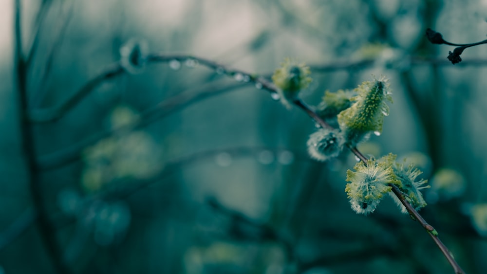 green plant in close up photography