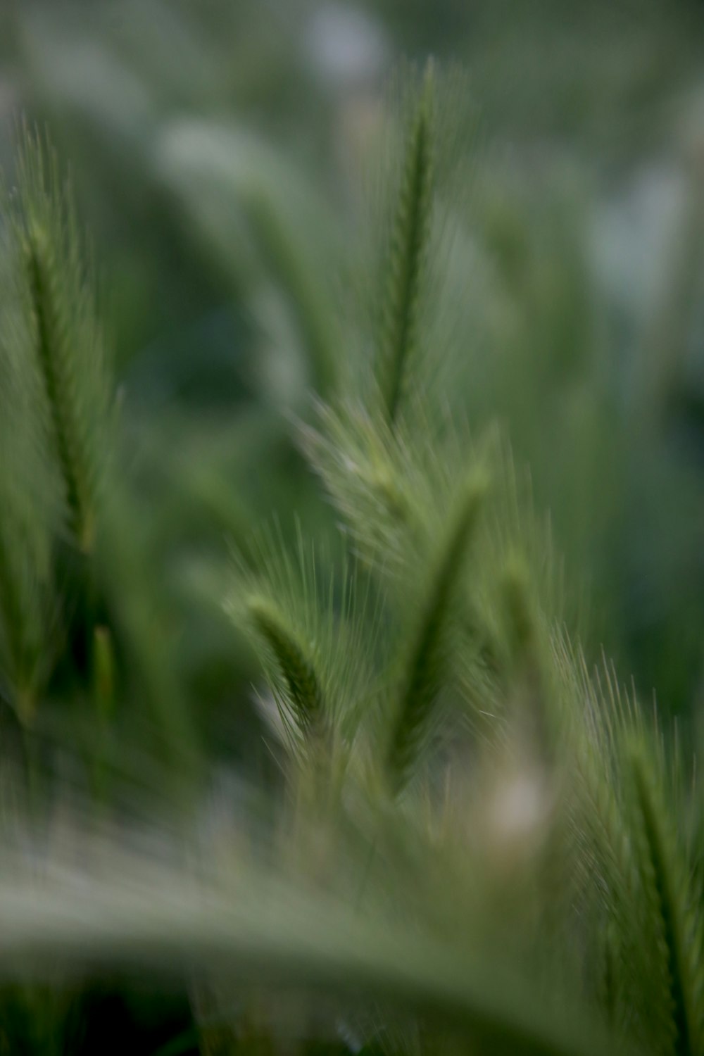 green wheat field during daytime