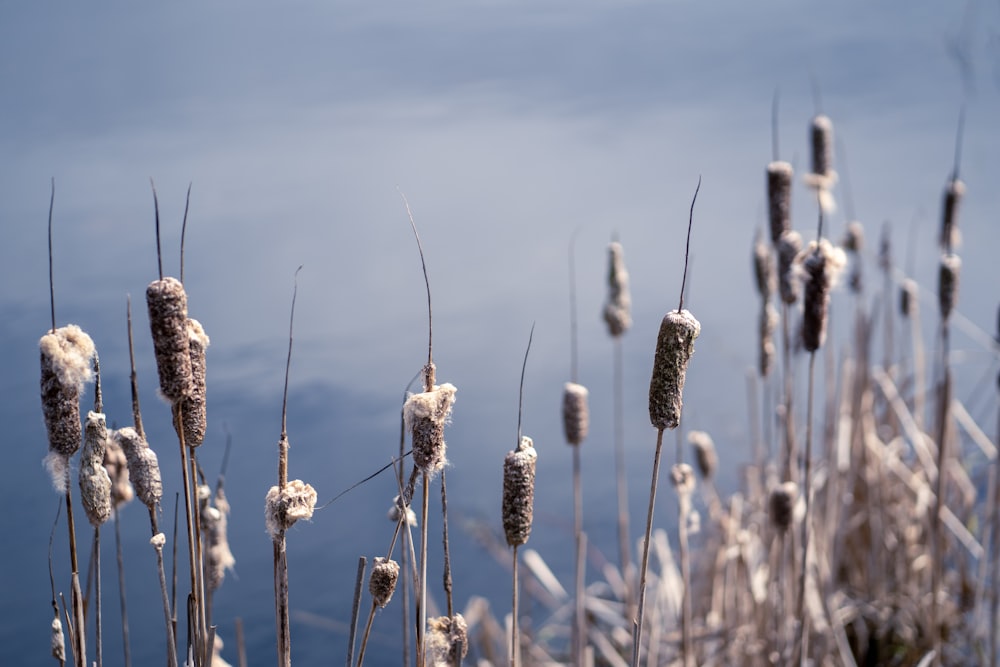 brown wheat field during daytime