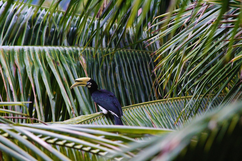 black and yellow bird on green palm tree