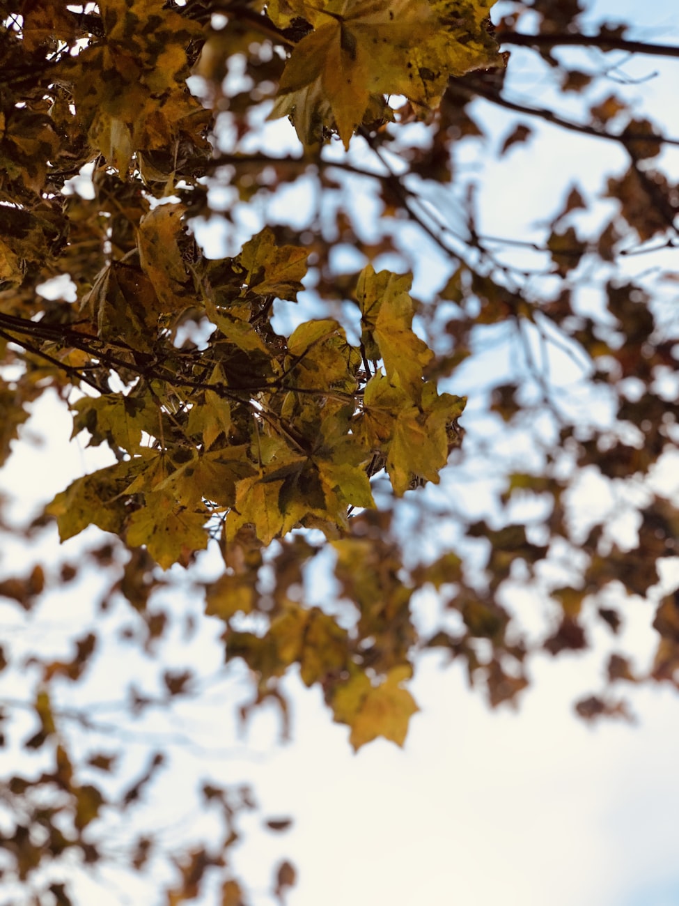 leaves on a tree in fayetteville