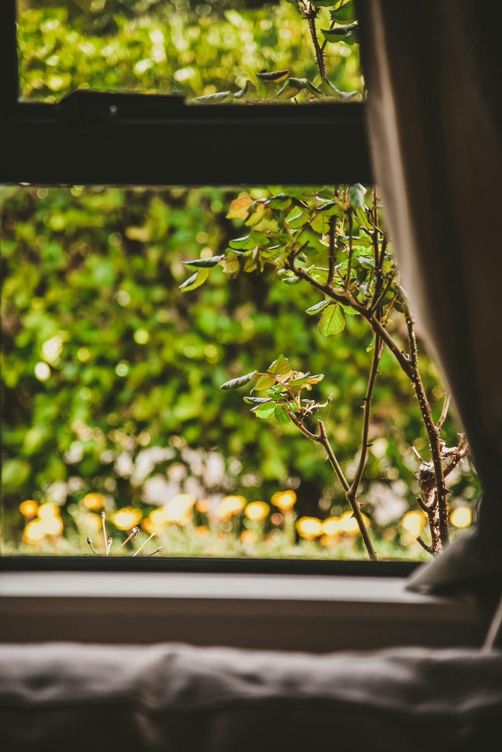 Grüne Pflanze auf weißem Fenster