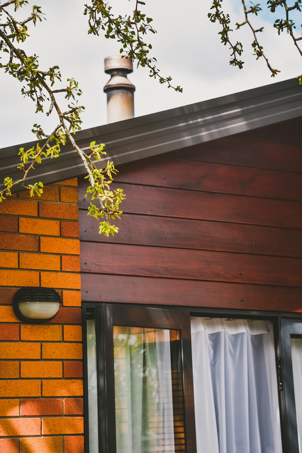 green plant on brown wooden wall