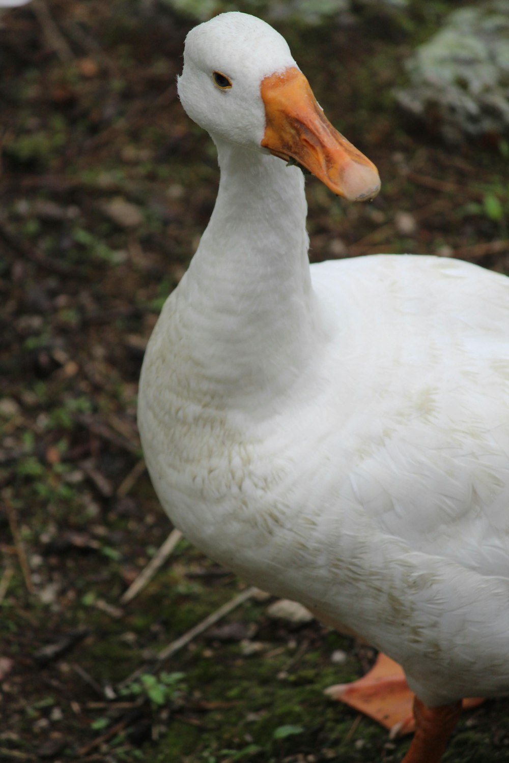 昼間の緑の芝生の上の白い鴨