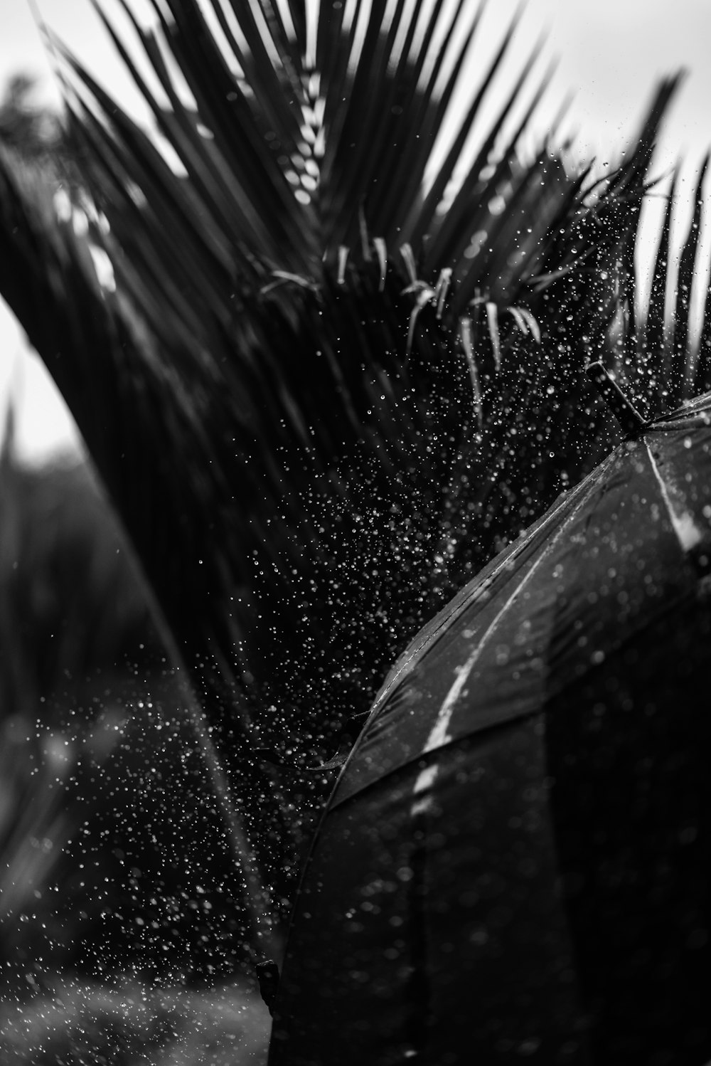 grayscale photo of water droplets on palm tree