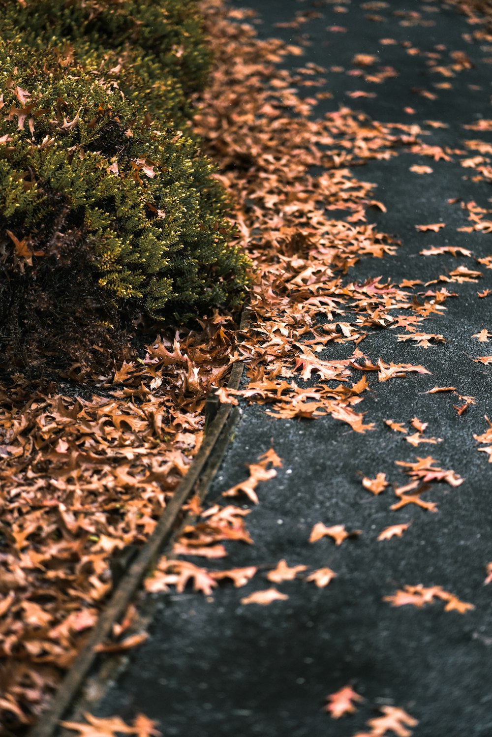 feuilles brunes sur sol brun