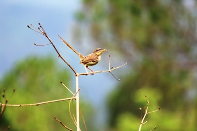 brown bird on brown tree branch during daytime