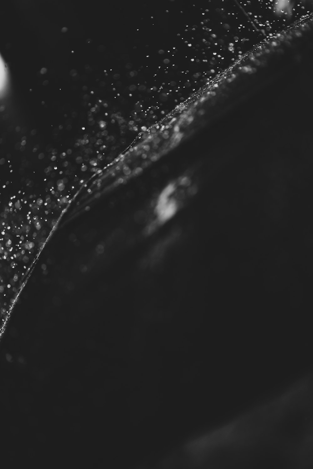 grayscale photo of water droplets on black surface
