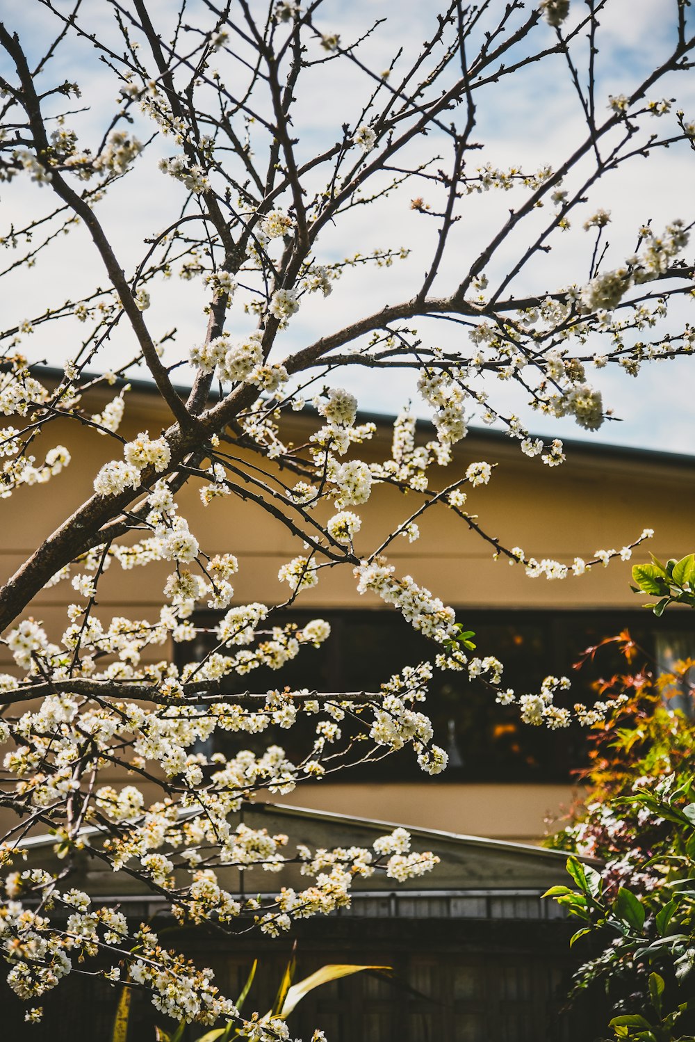 white cherry blossom tree during daytime