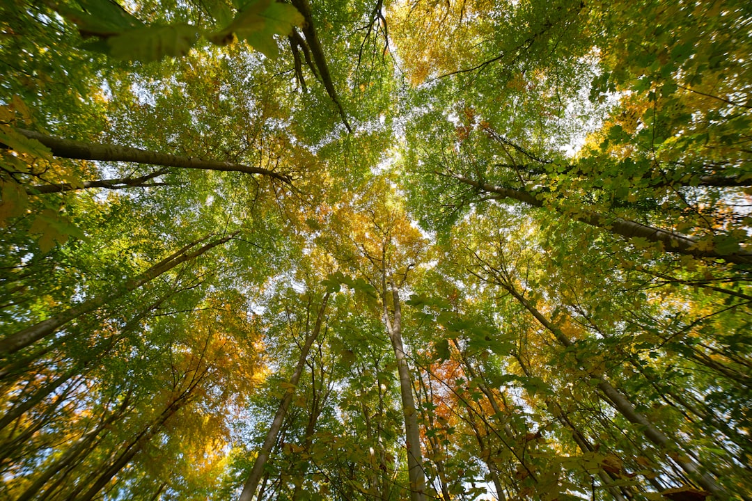 green and brown tree during daytime