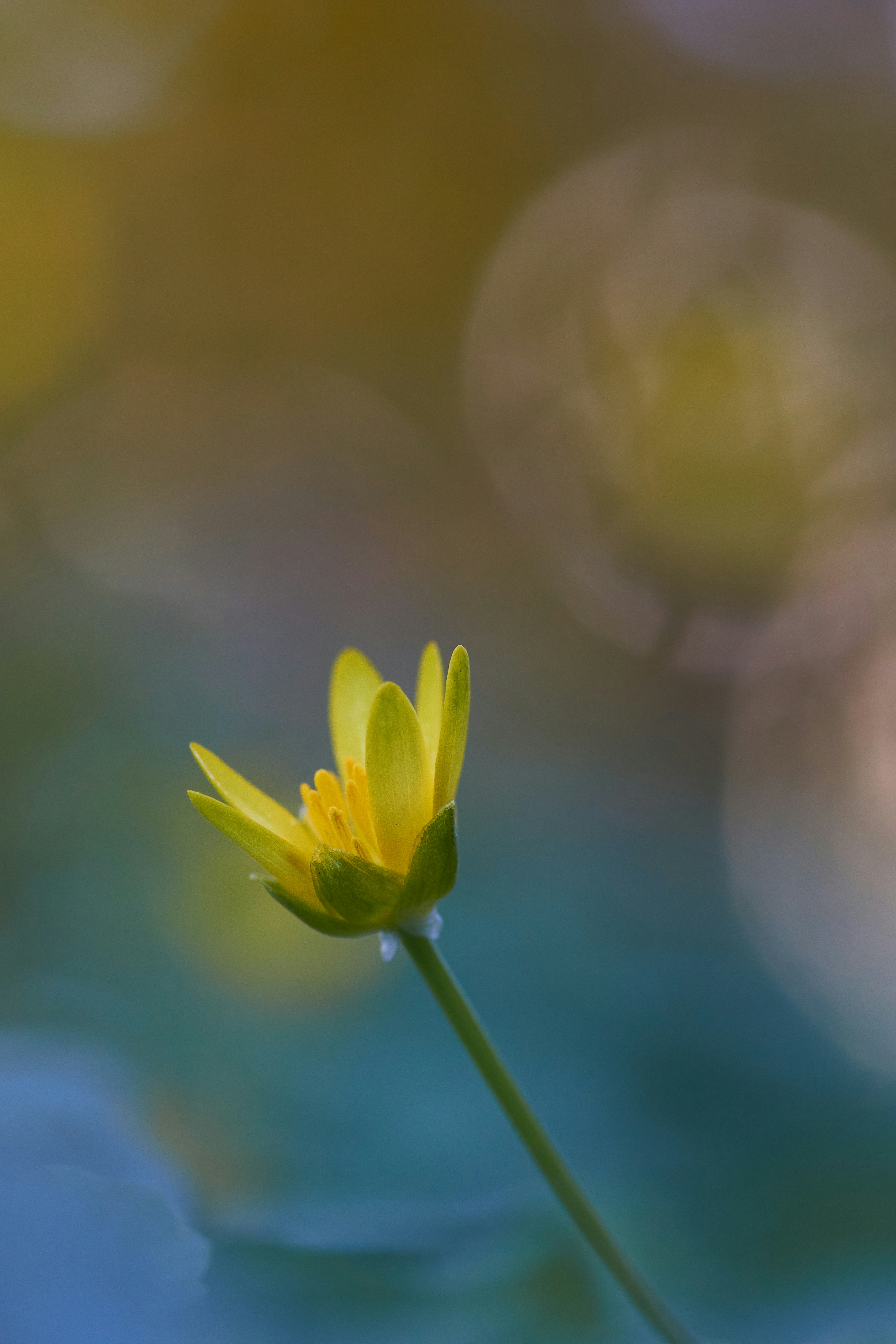 Photo by wolfgang_hasselmann