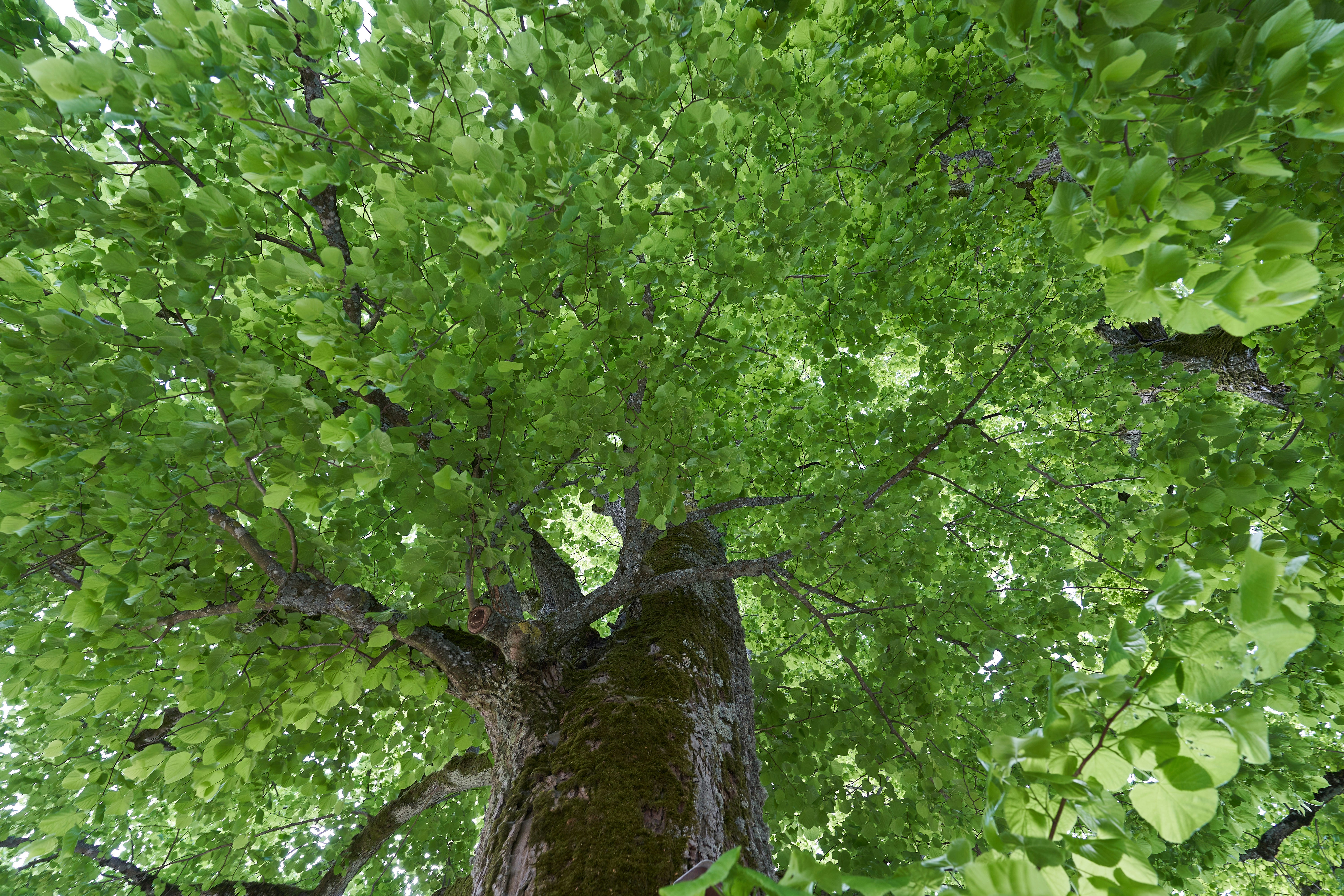 Photo by wolfgang_hasselmann