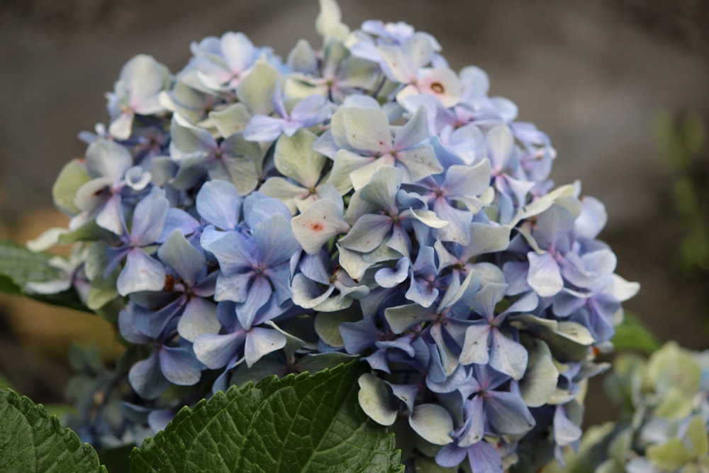 purple and white flower in close up photography