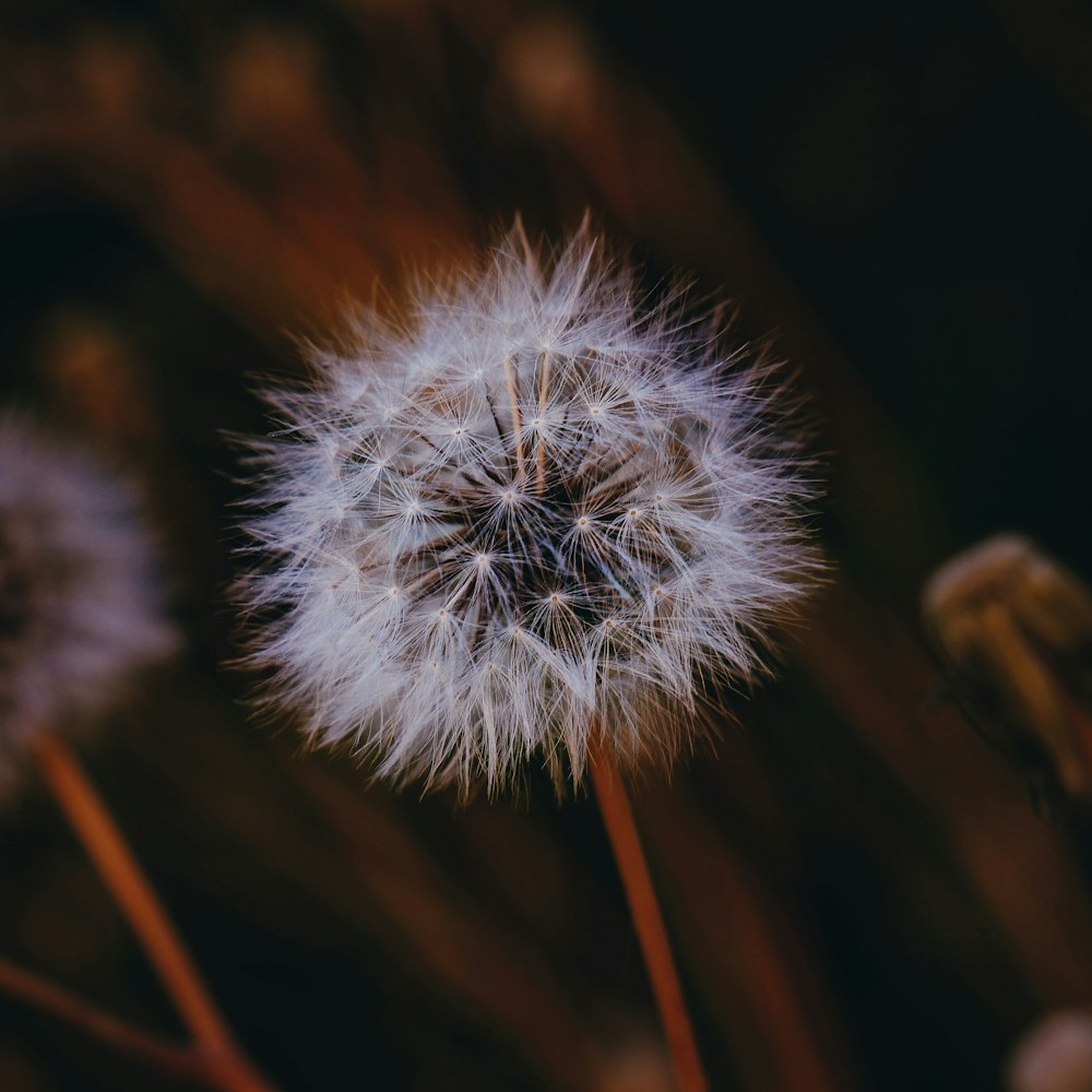 white dandelion in close up photography