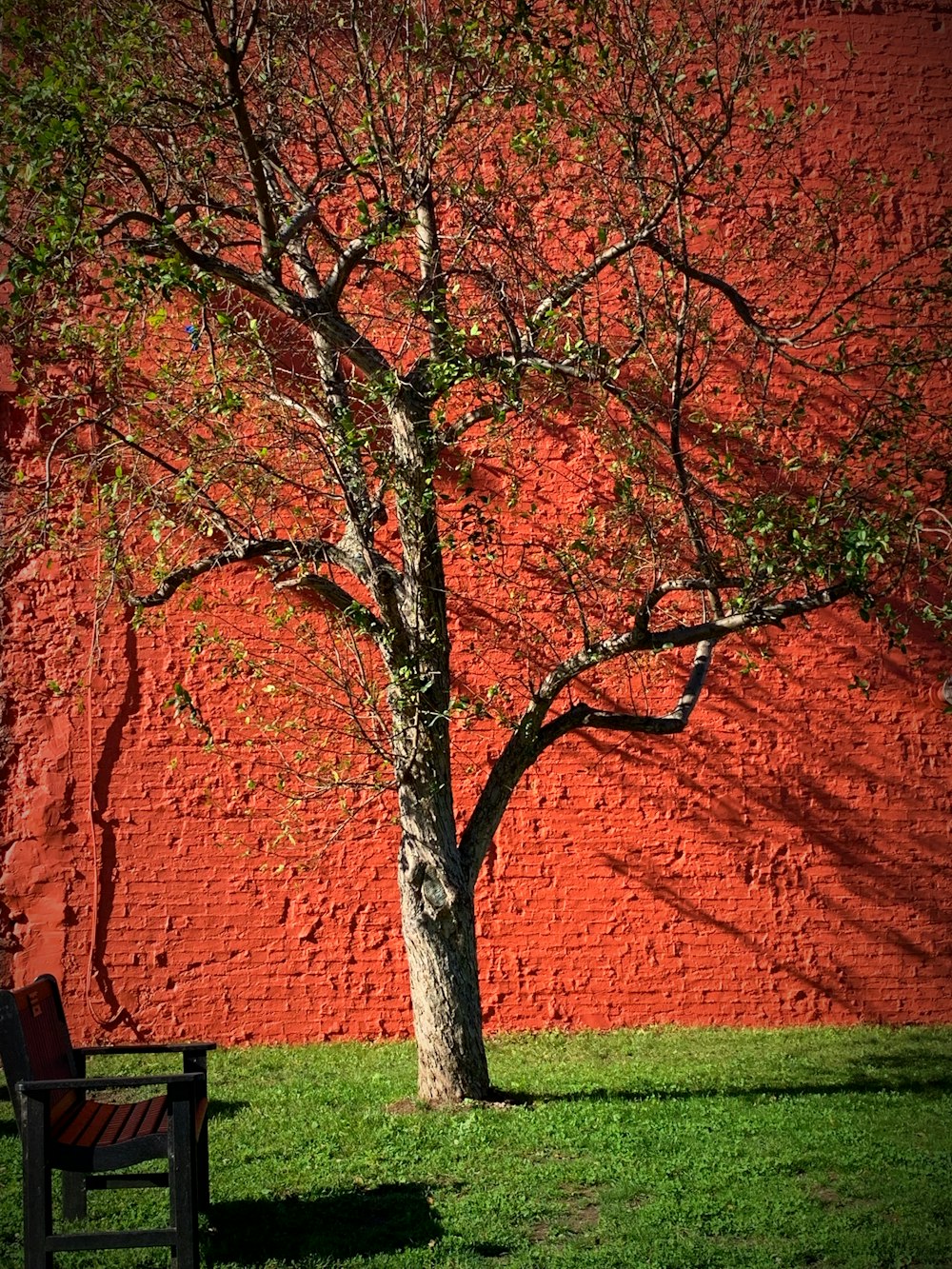 Braune Holzbank in der Nähe von Brown Tree