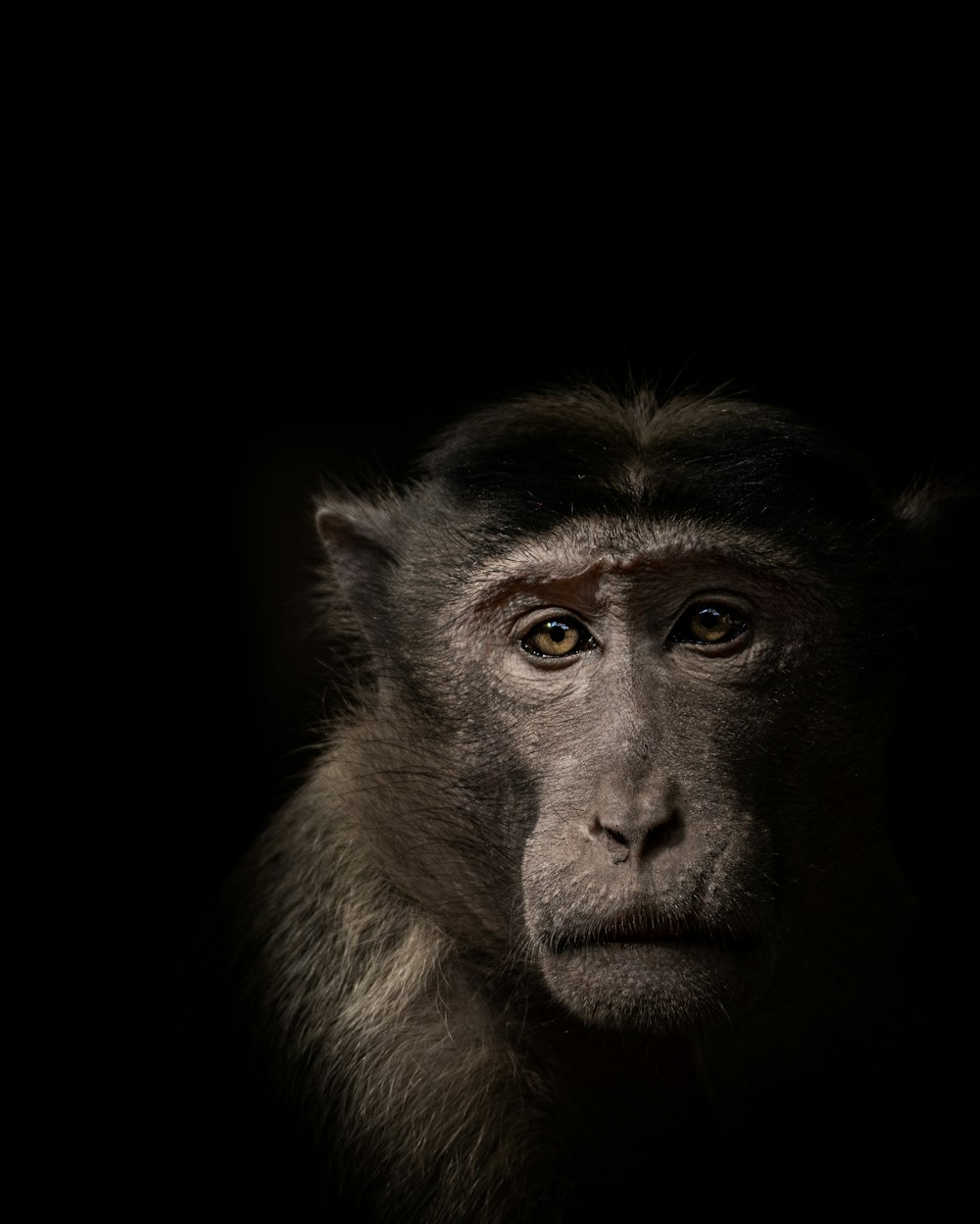 black and brown monkey on black background