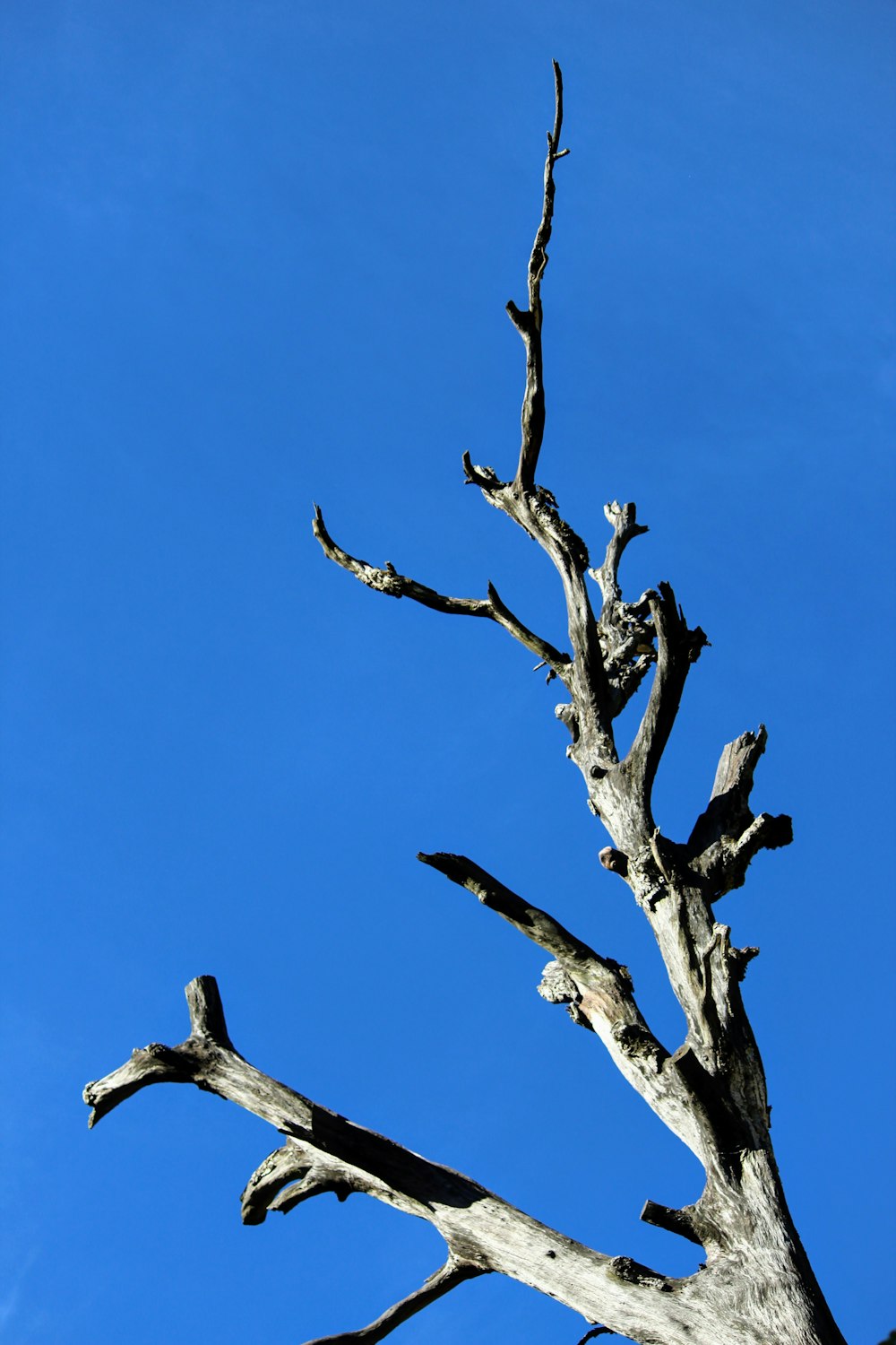 birds perched on bare tree branch during daytime