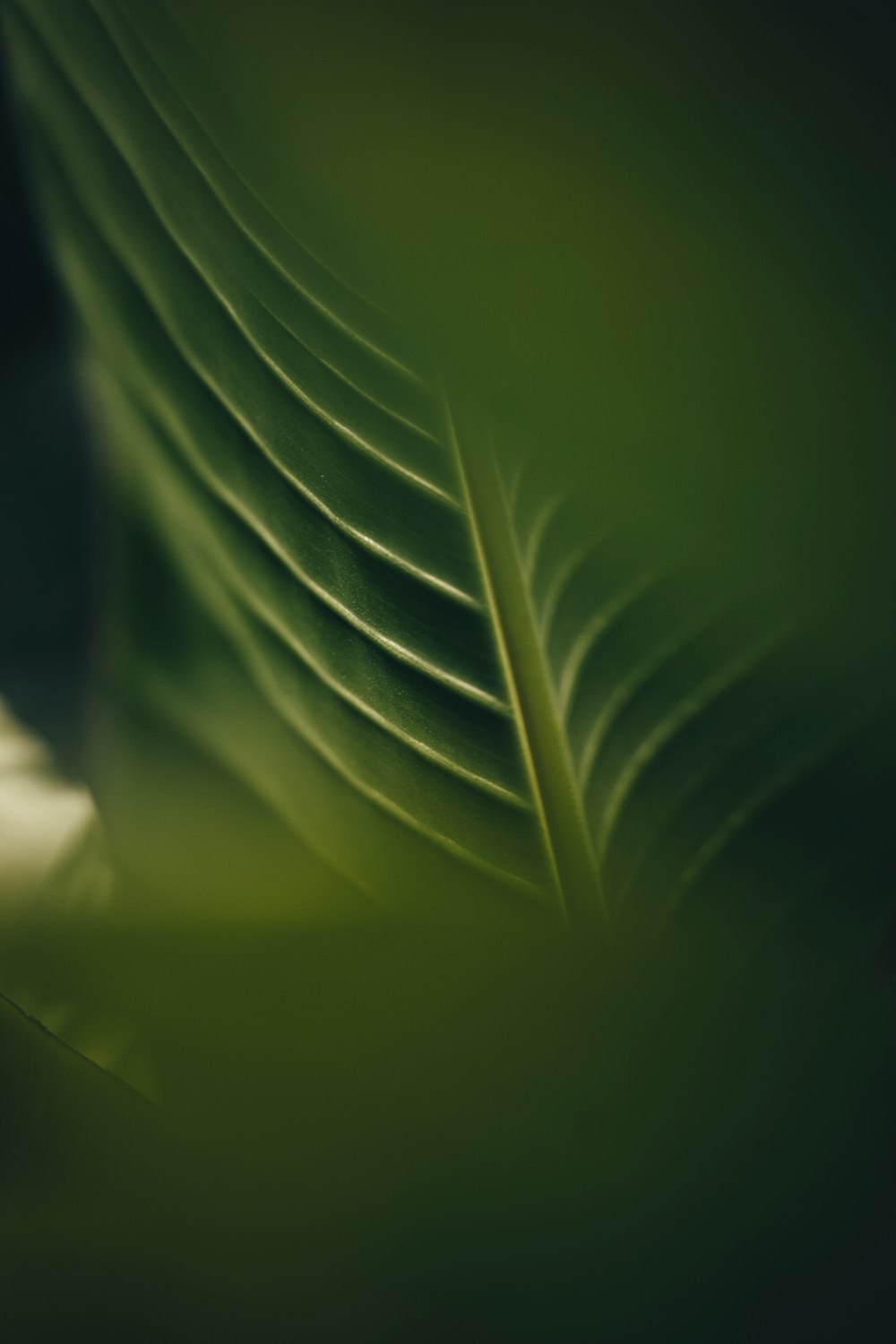 folha verde na fotografia de perto
