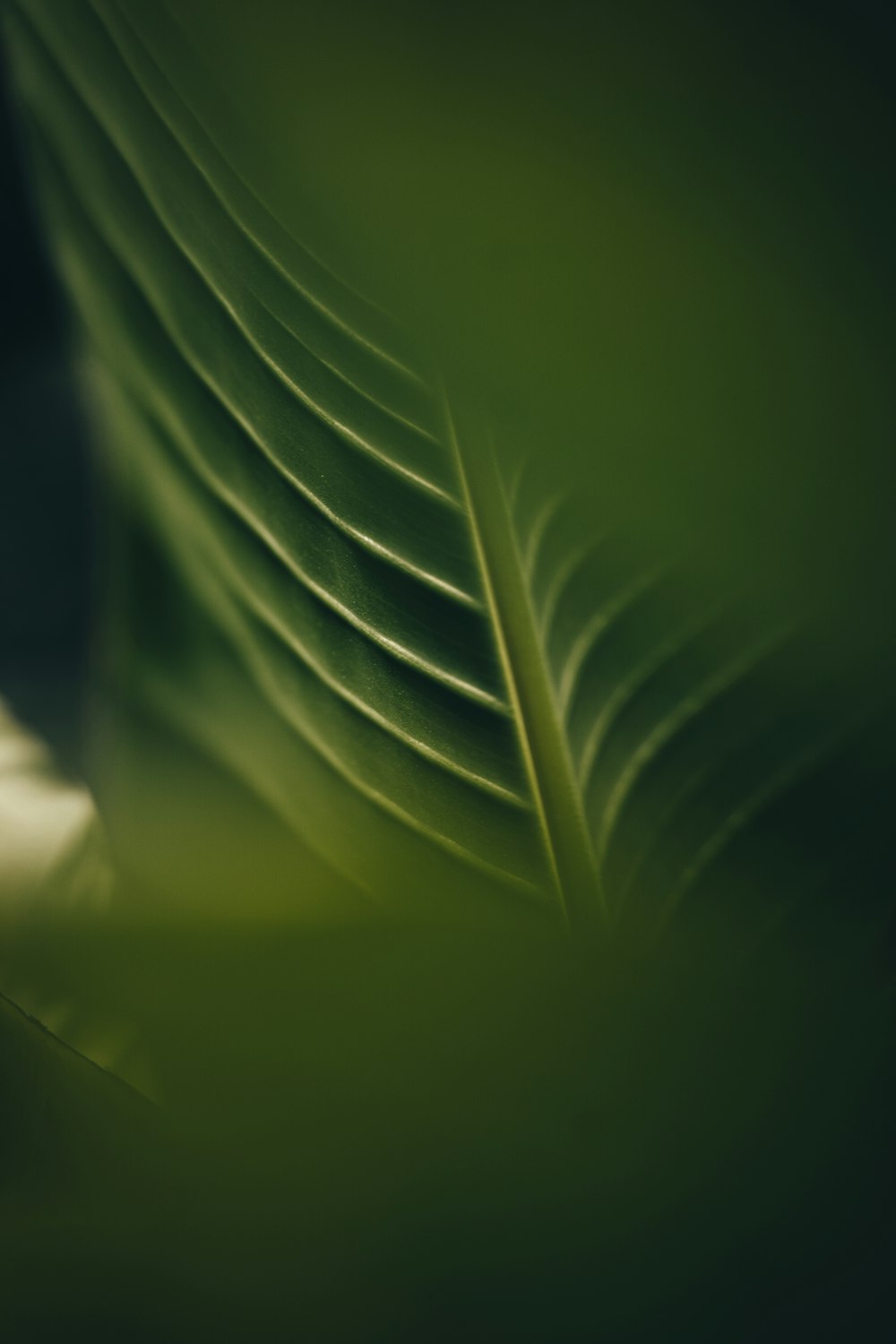 foglia verde in primo piano fotografia