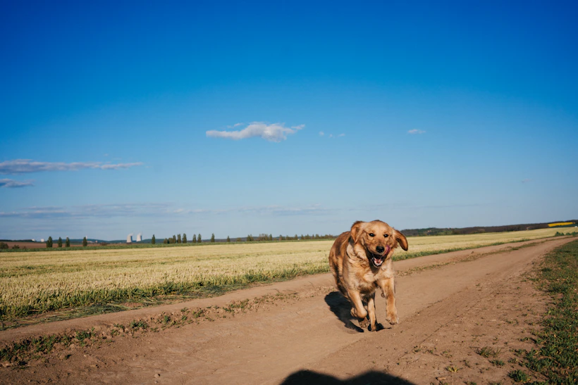 Golden retriever dog playing with favourite toy outdoors