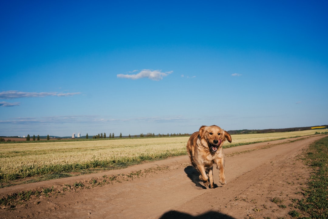 brown short coated dog on brown sand under blue sky during daytime