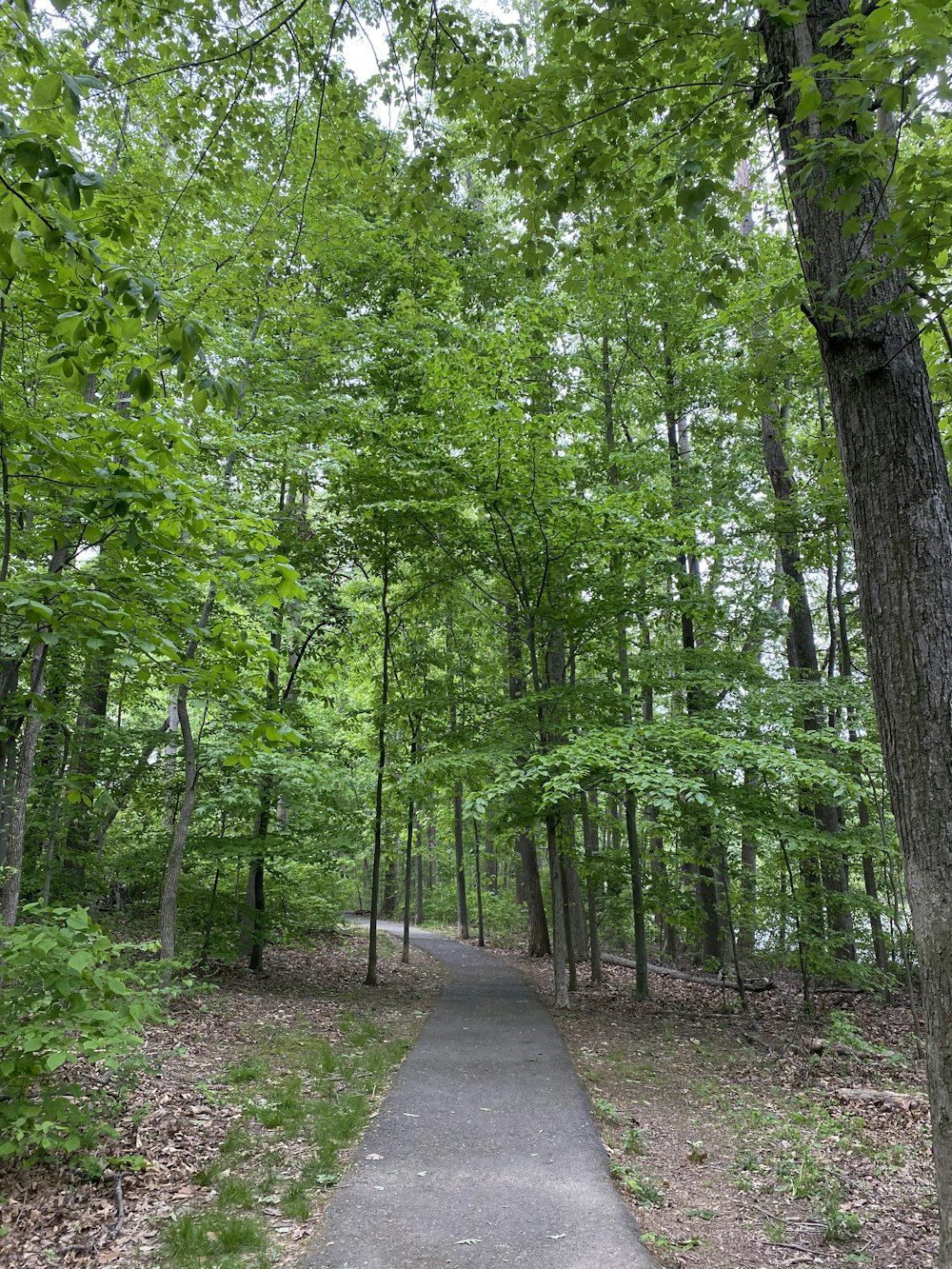 pathway between green trees during daytime