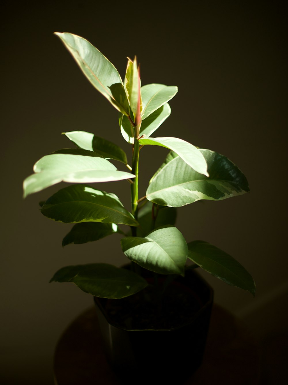 white and green leaves on black pot