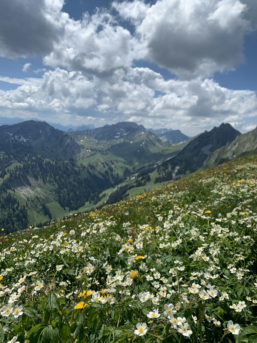 Weiße und gelbe Blüten auf grünem Grasfeld in der Nähe von Bergen unter weißen Wolken und blauem Himmel