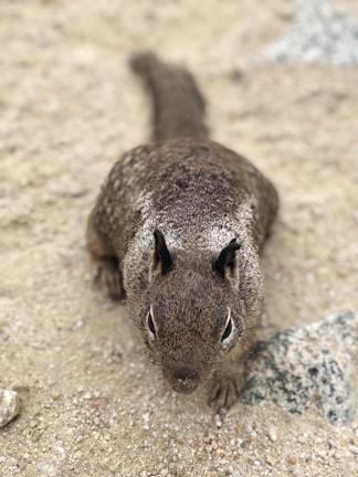 A close-up view of a squirrel standing on sandy ground. Its fur is a mix of brown and gray, and it has distinctively large eyes and ears. The surrounding area is sandy with small rocks visible.