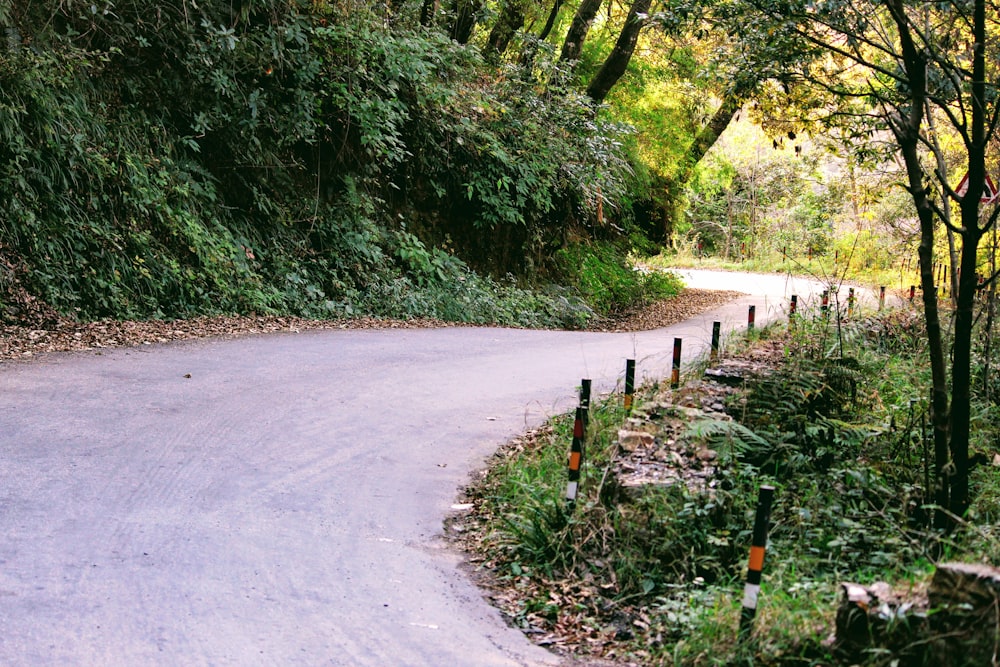 gray dirt road between green trees during daytime